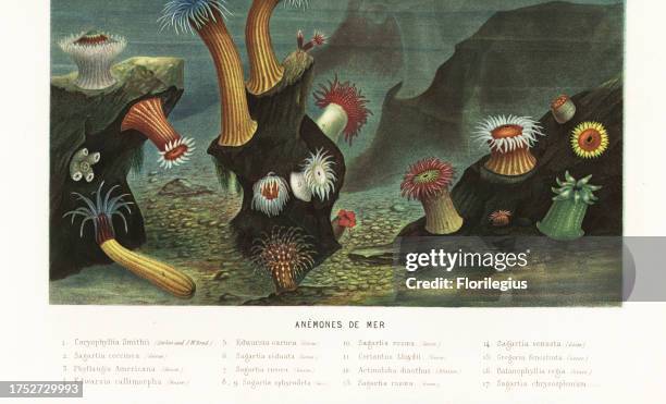Varieties of sea anemones and corals. Devonshire cup coral, Caryophyllia smithii 1, Sagartiogeton laceratus 2, reef coral, Phyllangia americana 3,...