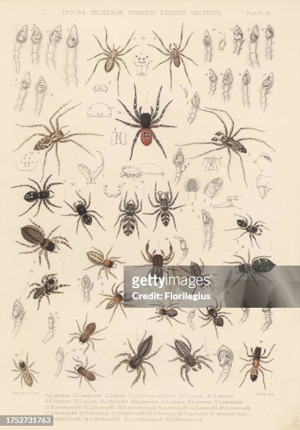 Prowling spider, Zora spinimana 21, lynx spider, Oxyopes lineatus 22, ladybird spider, Eresus sandaliatus 23, zebra jumping spider, Salticus scenicus...