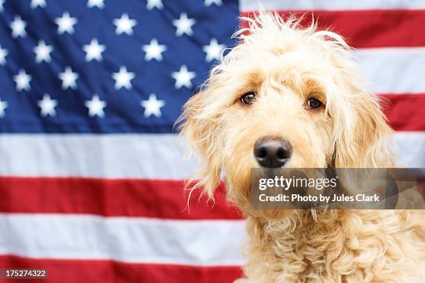 patriotic puppy - roseburg oregon - fotografias e filmes do acervo
