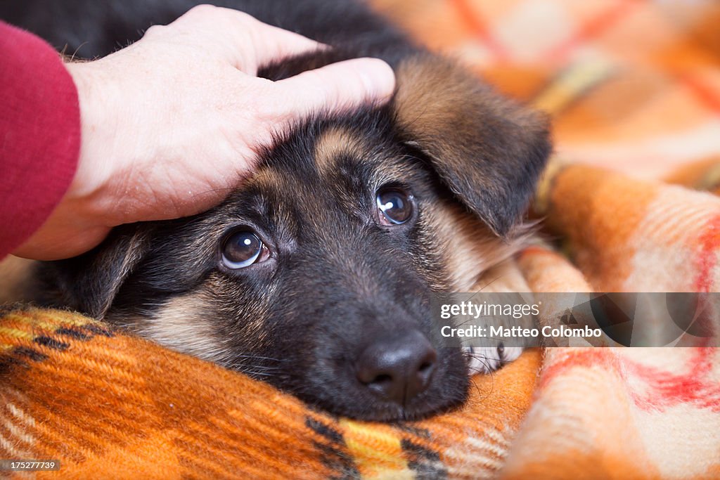 Hand stroking young german shepherd dog