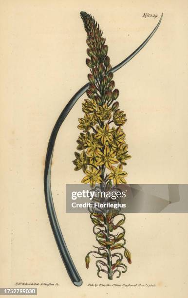 Bulbine asphodeloides . Handcoloured copperplate engraving by F. Sansom after an illustration by Sydenham Edwards from William Curtis' The Botanical...