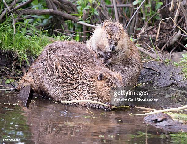 beavers grooming & eating in wild - beaver chew stock pictures, royalty-free photos & images