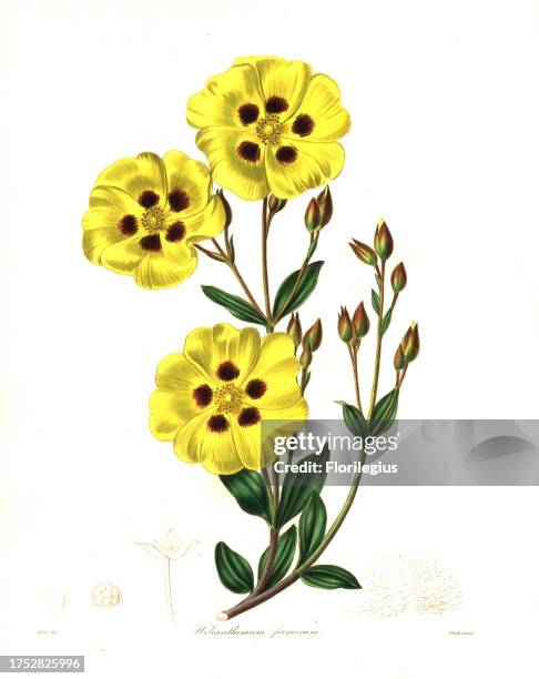 Rockrose, Halimium lasianthum subsp. Formosum . Handcoloured copperplate engraving by S. Nevitt after a botanical illustration by Mills from Benjamin...