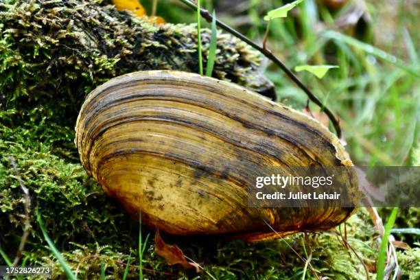 swan mussel. - freshwater bird stock pictures, royalty-free photos & images