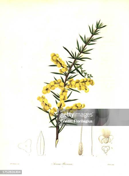 Rice's wattle or Mr. T. Spring Rice's acacia, Acacia riceana. Handcoloured copperplate engraving by S. Nevitt after a botanical illustration by Mrs...