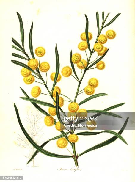 Toothed acacia, Acacia dentifera. Handcoloured copperplate engraving by S. Nevitt after a botanical illustration by Mrs Augusta Withers from Benjamin...