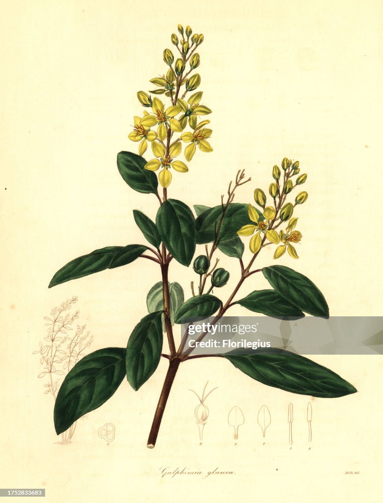 Gold shower or glaucous-leaved galphimia, Galphimia glauca
