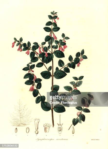Pink snowberry, Symphoricarpos microphyllus . Handcoloured copperplate engraving by Watts after a botanical illustration by Mills from Benjamin Maund...