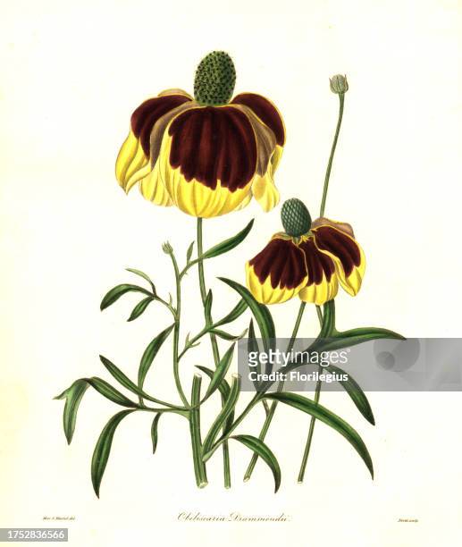 Drummond's rudbeckia, Rudbeckia drummondii . Handcoloured copperplate engraving by S. Nevitt after a botanical illustration by Miss Sara Maund from...