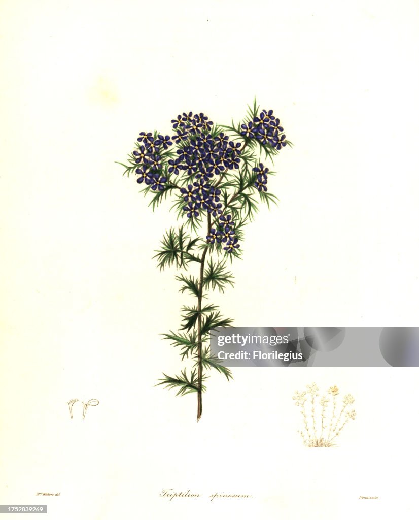 Spiny triptilion, Triptilion spinosum