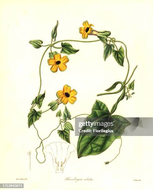 Black-eyed Susan vine or winged thunbergia, Thunbergia alata. Handcoloured copperplate engraving by S. Nevitt after a botanical illustration by Miss...