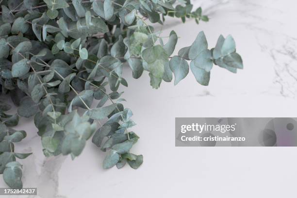 marble background, eucalyptus branches - feuille d'eucalyptus photos et images de collection