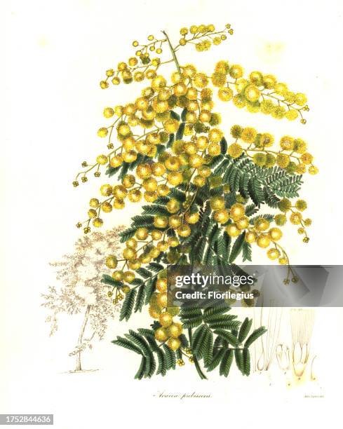 Downy wattle or pubescent acacia, Acacia pubescens. Endangered. Handcoloured copperplate engraving after a botanical illustration by Miss Jane Taylor...
