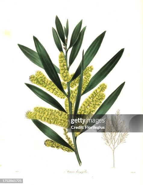 Long-leaved wattle or long-leaved acacia, Acacia longifolia. Handcoloured copperplate engraving by S. Nevitt after a botanical illustration by Mills...