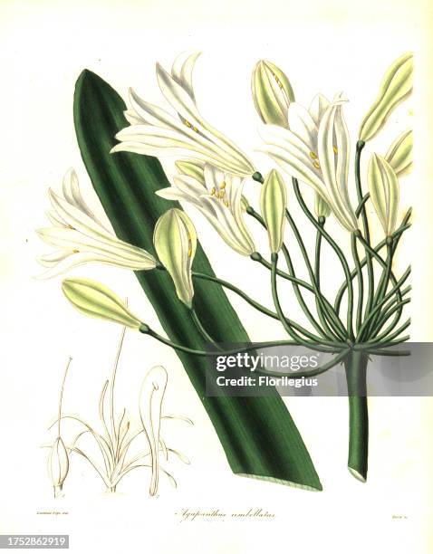 African lily, Agapanthus africanus . Handcoloured copperplate engraving by S. Nevitt after a botanical illustration by Linneus Pope from Benjamin...