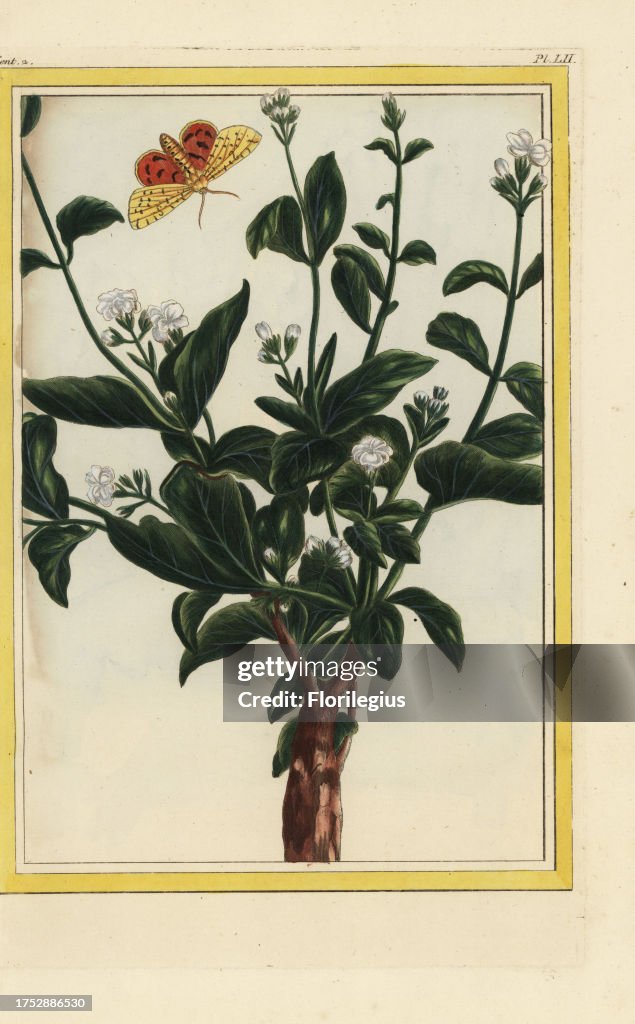 Arabian jasmine, Jasminum sambac