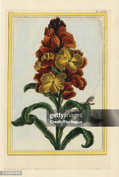 Le Violier jaune a large fleurs ou la Giroflee. Wallflower, Erysimum cheiri or Cheiranthus cheiri. Handcoloured etching from Pierre Joseph Buchoz'...