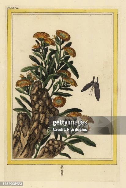 Le Soucy. Pot marigold, Calendula officinalis. Handcoloured etching from Pierre Joseph Buchoz' Collection precieuse et enluminee des fleurs les plus...