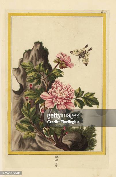 La Pivoine en arbre, le Moutan. Moutan peony, Paeonia officinalis, with swallowtail butterfly. Handcoloured etching from Pierre Joseph Buchoz'...
