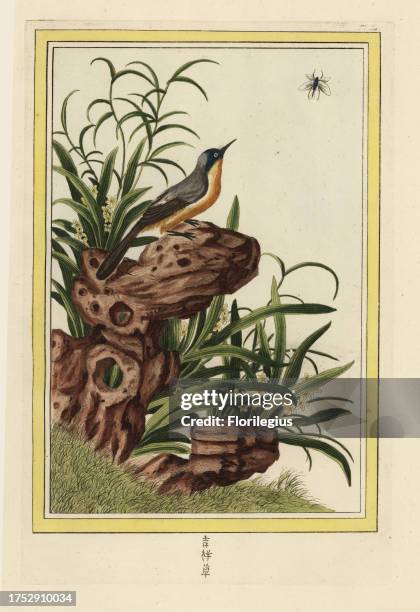 Espece de Narcisse nain. Dwarf daffodil, Narcissus species. Handcoloured etching from Pierre Joseph Buchoz' Collection precieuse et enluminee des...