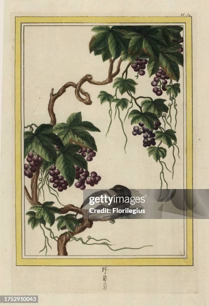 La Vigne. Grapevine, Vitis vinifera. Handcoloured etching from Pierre Joseph Buchoz' Collection precieuse et enluminee des fleurs les plus belles et...