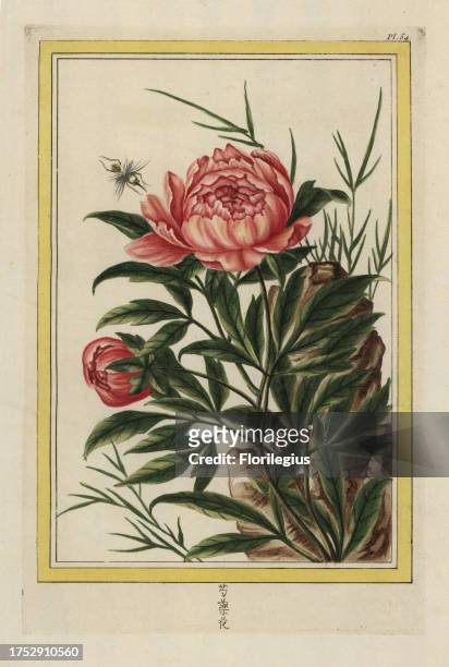 La Pivoine commune. Common peony, Paeonia officinalis. Handcoloured etching from Pierre Joseph Buchoz' Collection precieuse et enluminee des fleurs...