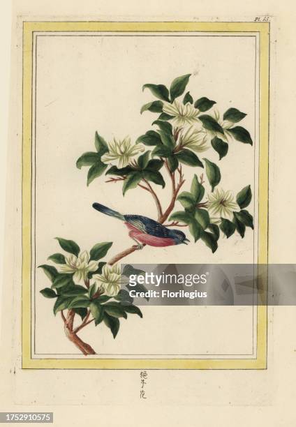 Le Poirier de la Chine. Chinese pear tree in blossom, Pyrus pyrifolia. Handcoloured etching from Pierre Joseph Buchoz' Collection precieuse et...