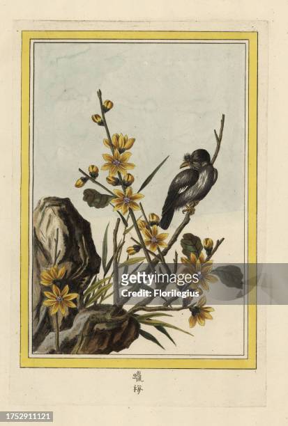 La Cornouiller de la Chine. Wintersweet or Japanese allspice, Chimonanthus praecox. Handcoloured etching from Pierre Joseph Buchoz' Collection...