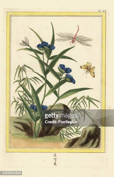La Commeline de la Chine. Climbing dayflower, Commelina diffusa, with dragonfly and butterfly. Handcoloured etching from Pierre Joseph Buchoz'...