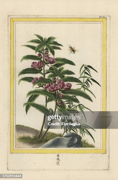 La Balsamine de la Chine. Himalayan jewelweed, Impatiens glandulifera. Handcoloured etching from Pierre Joseph Buchoz' Collection precieuse et...