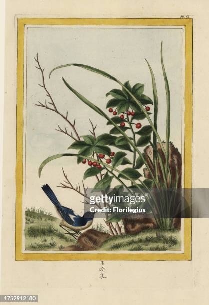 La Fougeroux. Marlberry, Ardisia japonica. Named for Auguste-Denis Fougeroux de Bondaroy de l'Academie Royale des Sciences. Handcoloured etching from...