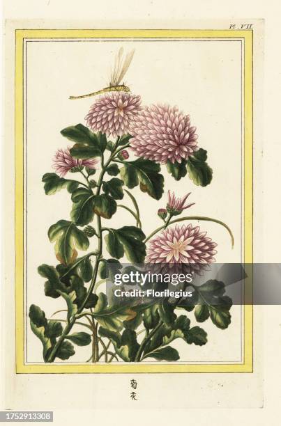 Le kiu-hoa, La Matricaire de la Chine a fleurs blanches et violettes. Chrysanthemum indicum with dragonfly. Handcoloured etching from Pierre Joseph...