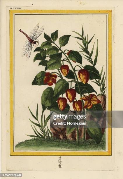 Alkekenge de la Chine. Chinese lantern, Physalis alkekengi. Handcoloured etching from Pierre Joseph Buchoz' Collection precieuse et enluminee des...