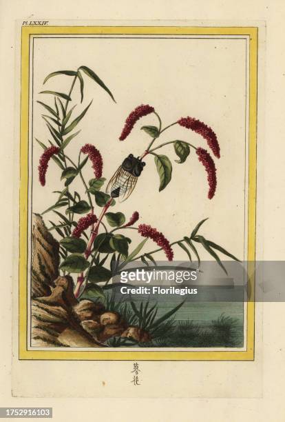La Persicaire vulgaire de la Chine. Chinese knotweed, Persicaria orientalis. Handcoloured etching from Pierre Joseph Buchoz' Collection precieuse et...