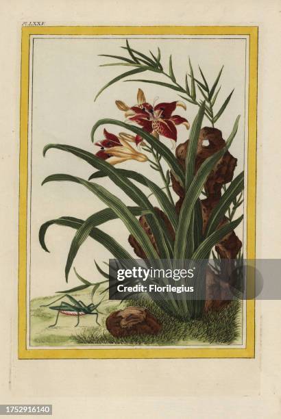 Le Lys jaunes tachete de la Chine. Tiger lily, Lilium lancifolium. Handcoloured etching from Pierre Joseph Buchoz' Collection precieuse et enluminee...