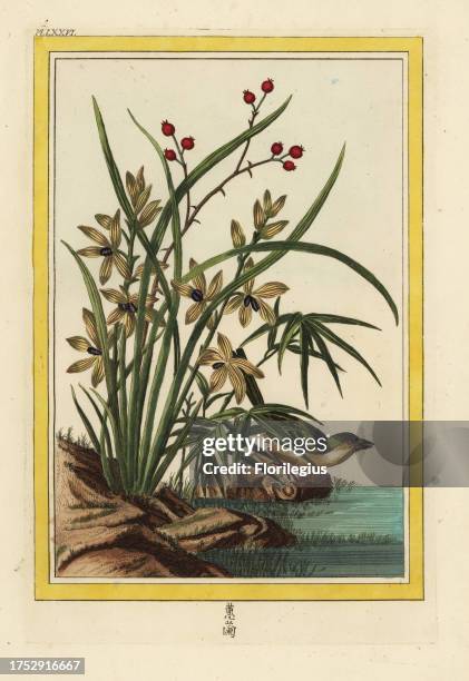 Elleborine de la Chine. Helleborine orchid, Cephalanthera longifolia. Handcoloured etching from Pierre Joseph Buchoz' Collection precieuse et...