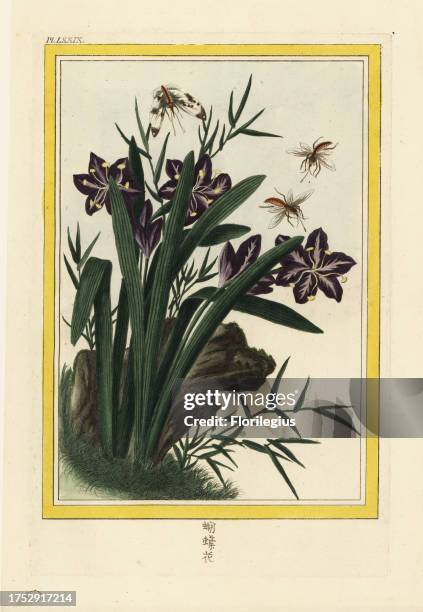 La Brisson. Fringed iris or shaga, Iris japonica. Named for Brisson of the Academie Royale des Sciences. Handcoloured etching from Pierre Joseph...