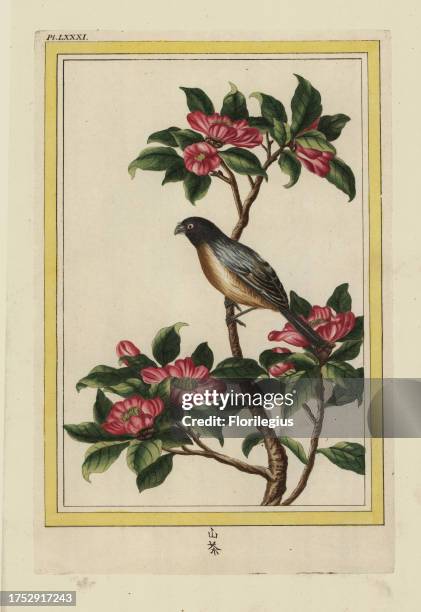 La Mandarine. Sasanqua camellia, Camellia sasanqua. Handcoloured etching from Pierre Joseph Buchoz' Collection precieuse et enluminee des fleurs les...