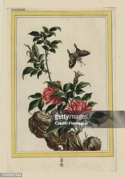 Une Rose semi-double. Chinese rose, Rosa species. Handcoloured etching from Pierre Joseph Buchoz' Collection precieuse et enluminee des fleurs les...