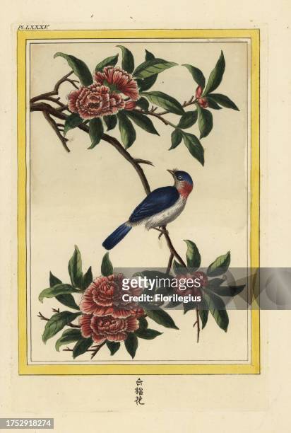 La Lefebvre. Pomegranate flower, Punica granatum. Named for P. Le Febvre, Procurer General of the Missions in China who arranged the drawings by...