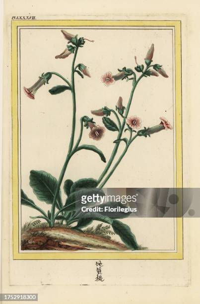 La Sparmann de la chine. Sheng di huang, Rehmannia glutinosa , Chinese traditional medicine. Named for the Swedish botanist Anders Sparmann....