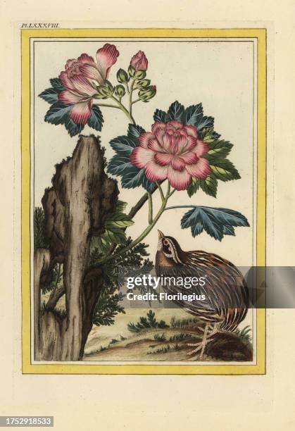 La Mauve en Arbre a fleurs doubles, rouge et rayees de blanc. Hibiscus syriacus and quail, Coturnix species. Handcoloured etching from Pierre Joseph...