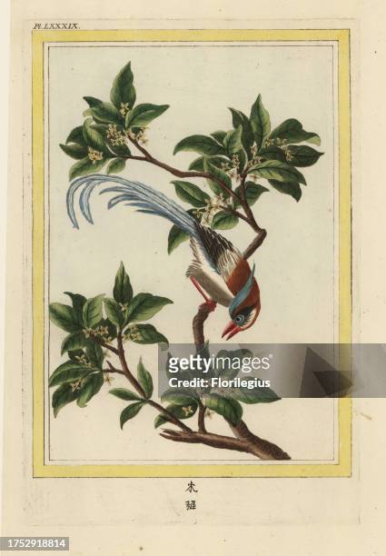 La Frangula de la Chine. Chinese buckthorn, Frangula alnus. Handcoloured etching from Pierre Joseph Buchoz' Collection precieuse et enluminee des...