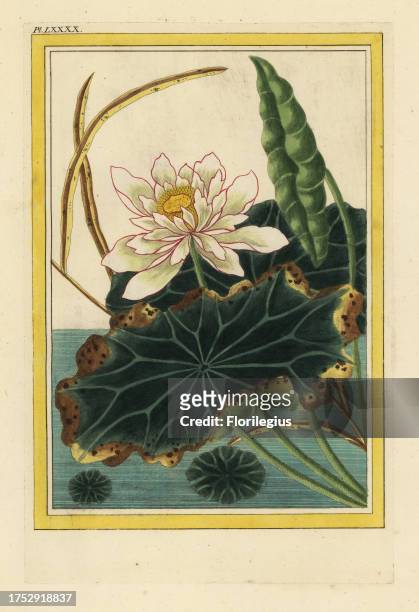 Le Nenuphar blanc de la Chine a fleurs semi-doubles. Sacred lotus water lily, Nelumbo nucifera. Handcoloured etching from Pierre Joseph Buchoz'...