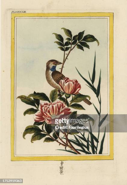 La Rose a fleurs doubles d'un rouge saffrane. Saffron-flowered rose, Rosa species. Handcoloured etching from Pierre Joseph Buchoz' Collection...