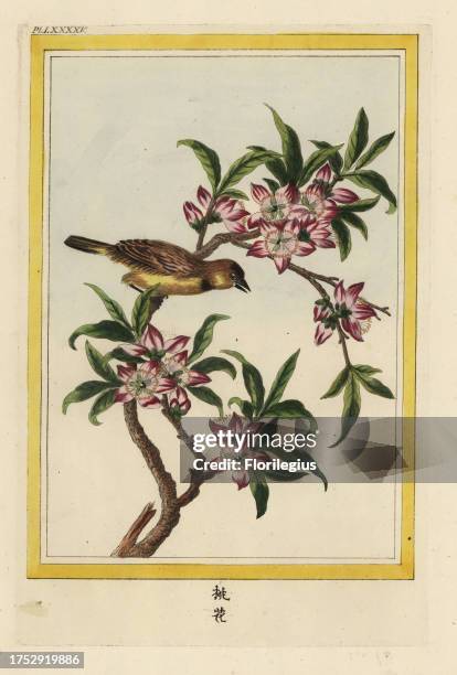 Le Pecher de la Chine. Peach tree in blossom, Prunus persica. Handcoloured etching from Pierre Joseph Buchoz' Collection precieuse et enluminee des...