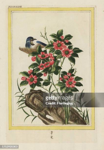 La Rose simple de la Chine a 3 feuilles. Chinese rose, Rosa species. Handcoloured etching from Pierre Joseph Buchoz' Collection precieuse et...