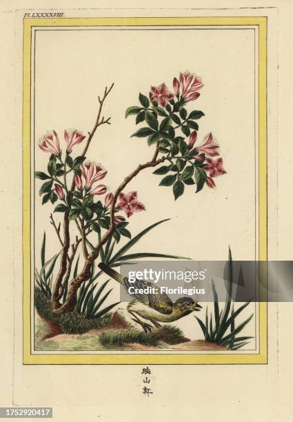 La Marquet a fleurs simples. Azalea, Rhododendron species. Named for Marquet, doctor and botanist to Duke Leopold. Handcoloured etching from Pierre...