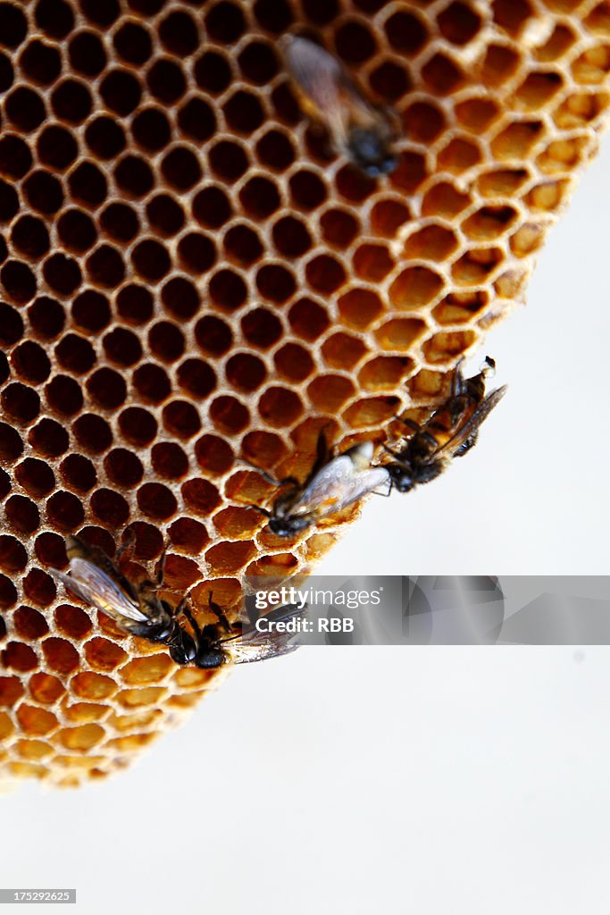 Honey Beehive