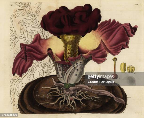 Elephant foot yam, Amorphophallus paeoniifolius . Handcoloured copperplate engraving by Swan after an illustration by William Jackson Hooker from...